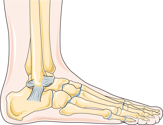 Anatomy illustration of Ankle Arthritis