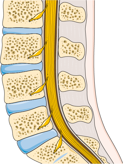 Anatomy illustration of Cervical Spondylosis