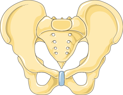 Anatomy illustration of Inguinal, Genital and Perineal Neuralgias