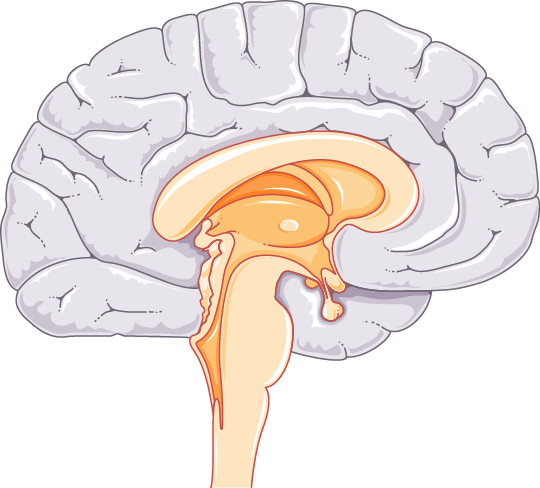 Anatomy illustration of Nociplastic Pain