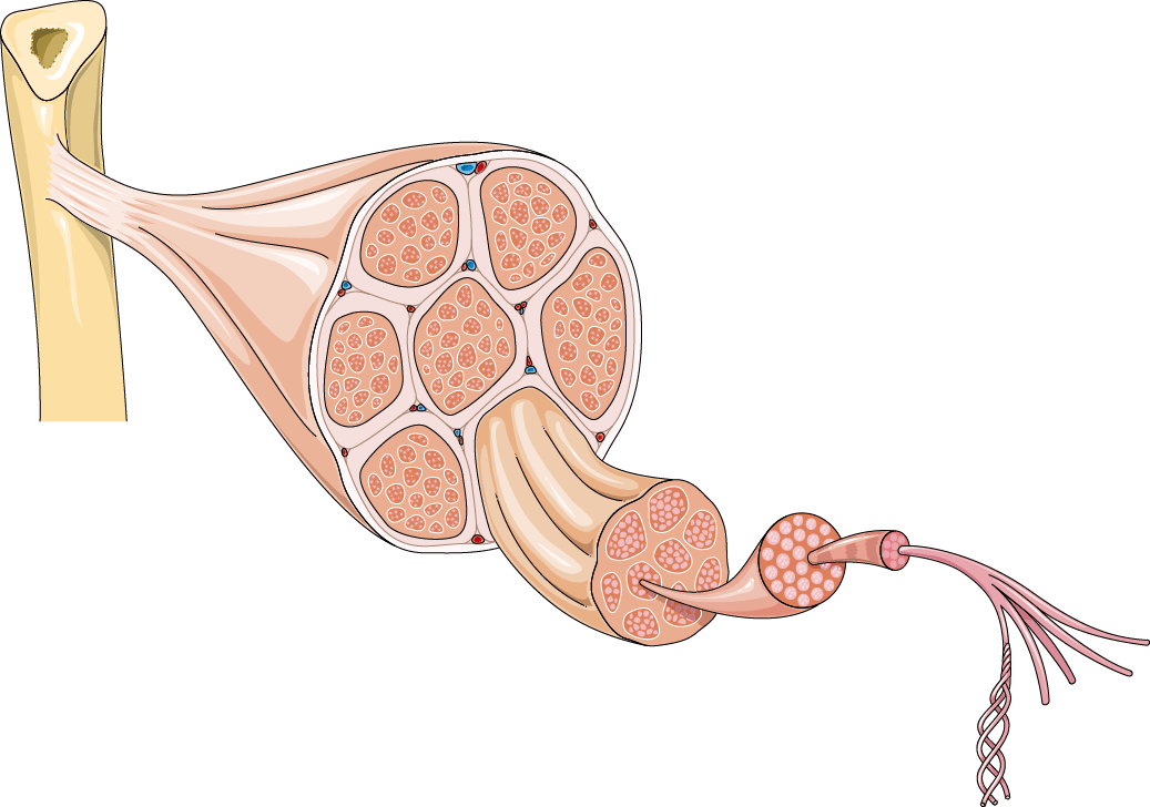 Anatomy illustration of Rotator Cuff Tendinopathy