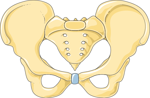 Anatomy illustration of Snapping Hip Syndrome