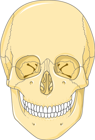Anatomy illustration of Tension-Type Headache