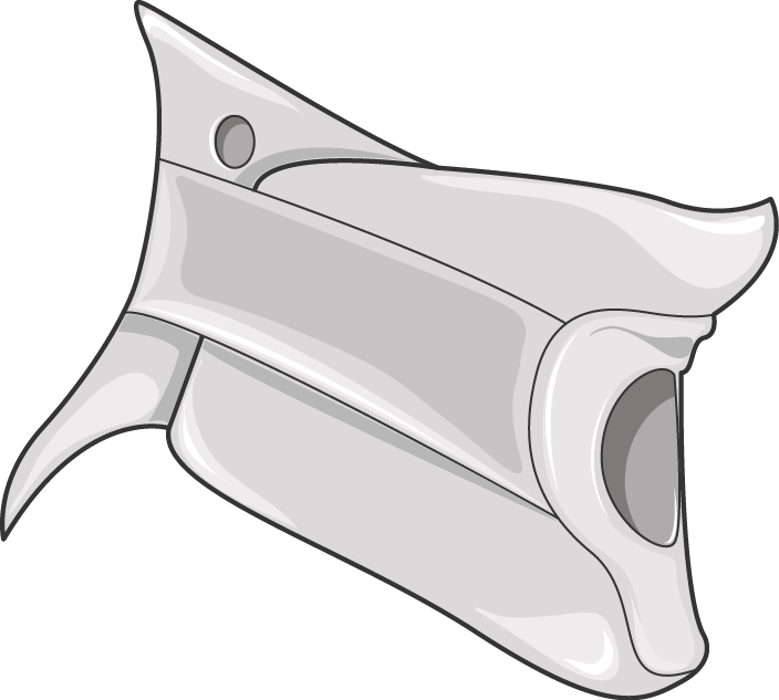 Anatomy illustration of Whiplash